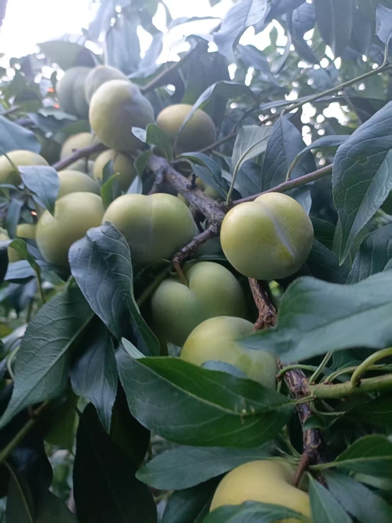 重庆奉节县脆李