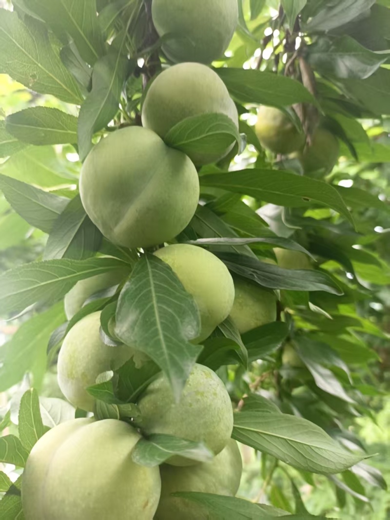 重庆奉节县脆李