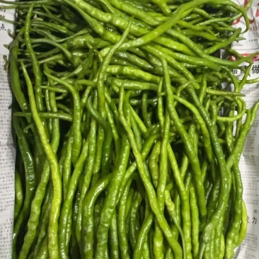 贵州大方皱皮椒