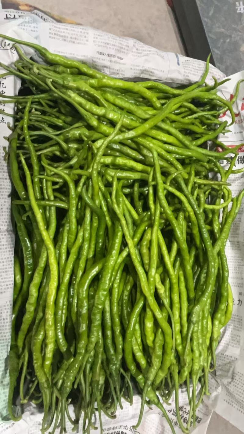 贵州大方皱皮椒