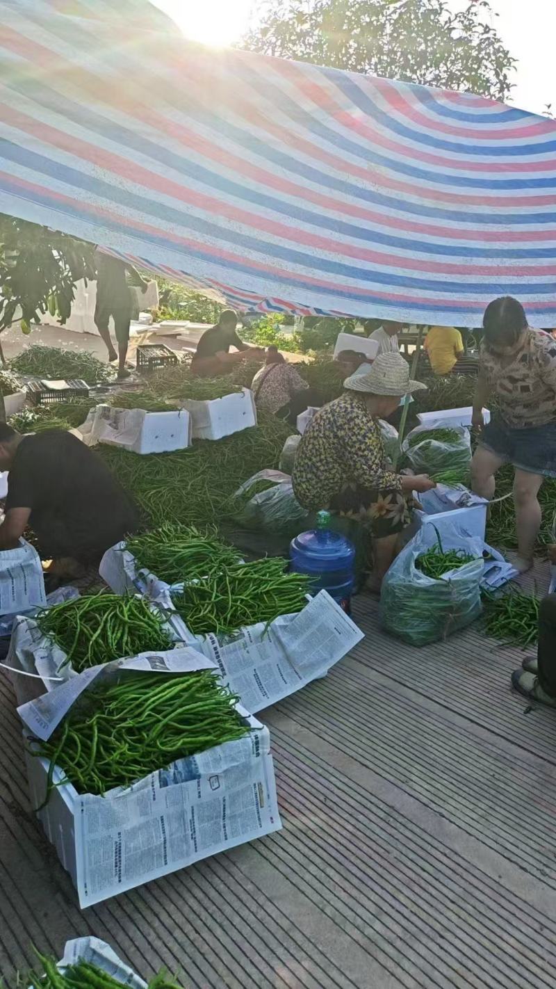 贵州大方皱皮椒