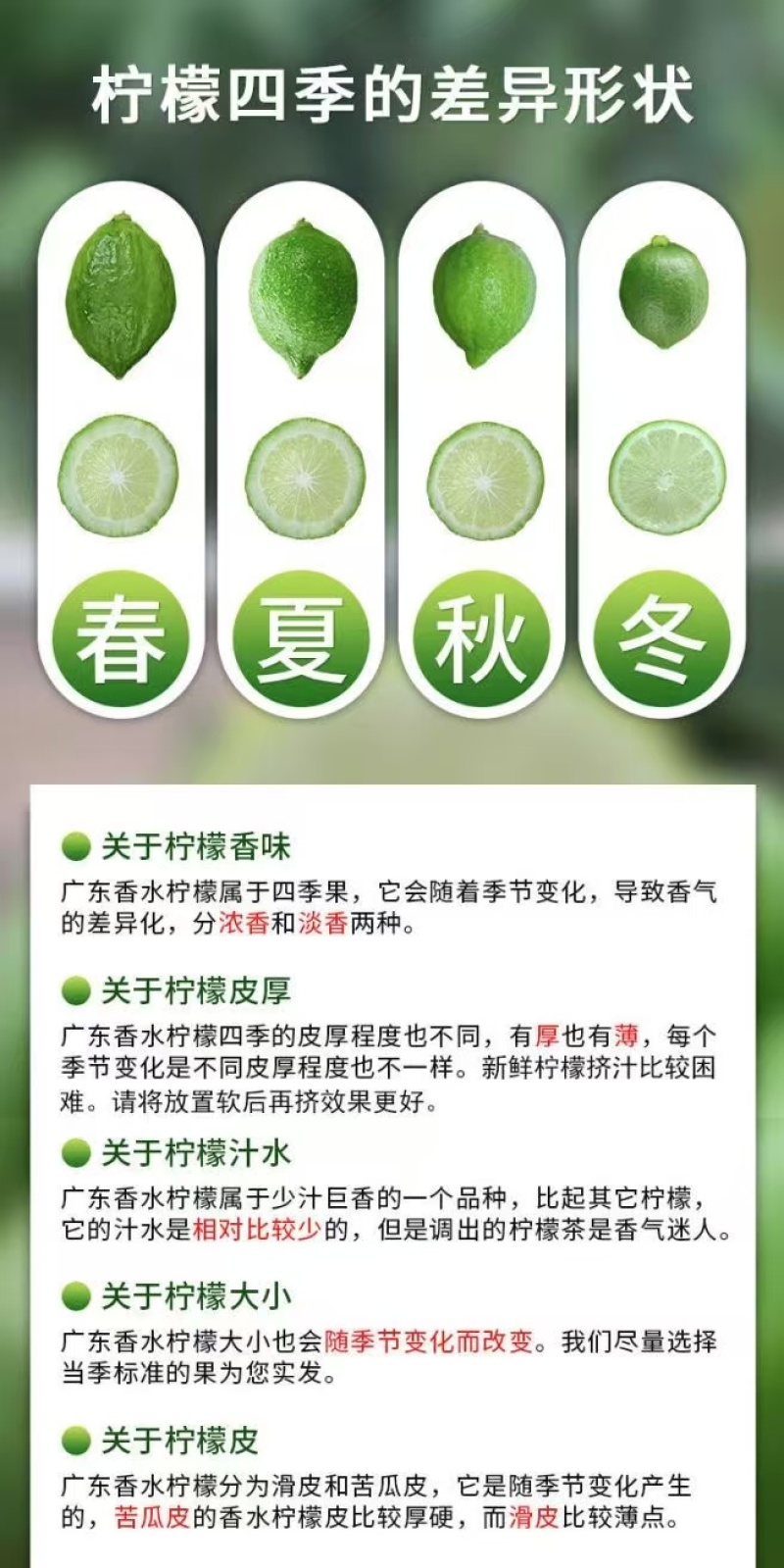 广东香水柠檬