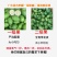 广东香水柠檬