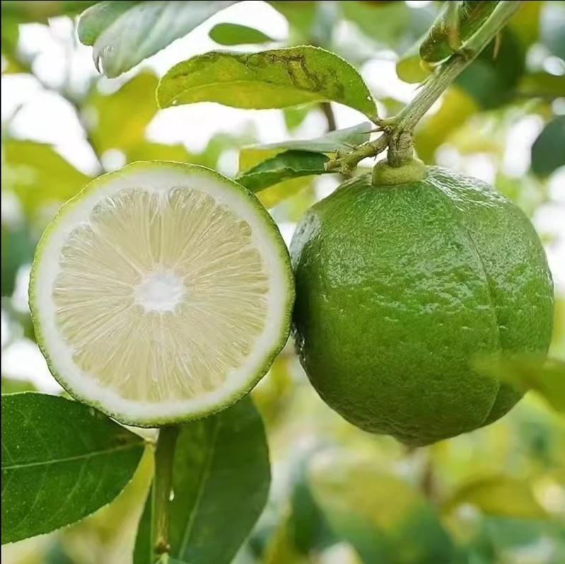 广东香水柠檬