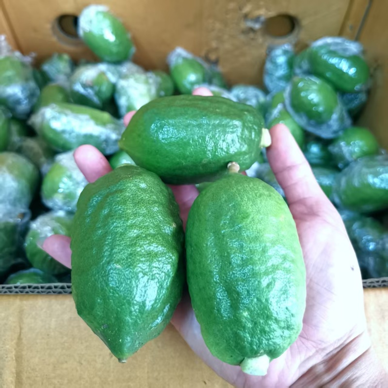 广东香水柠檬
