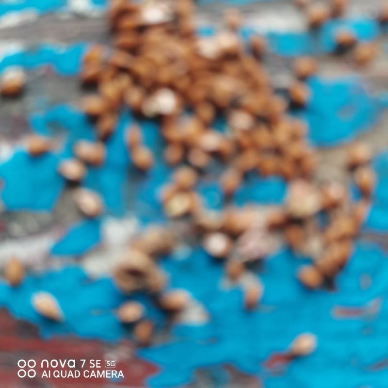 食品级食叶草种子