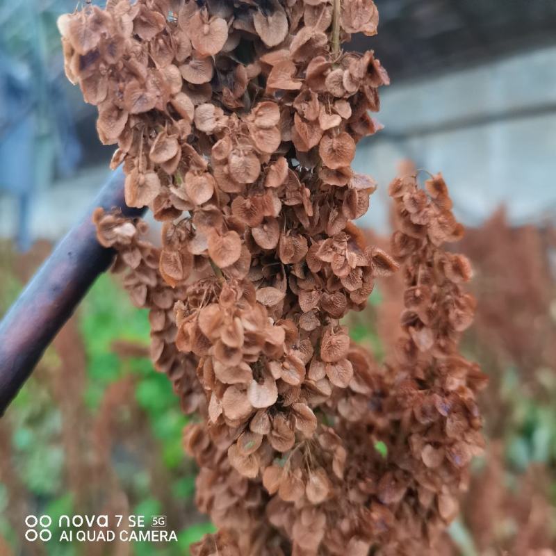 食品级食叶草种子