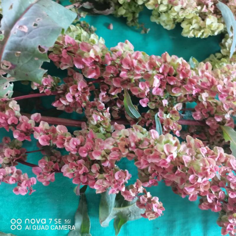 食品级食叶草种子