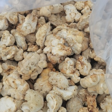 次品猴头菇干货