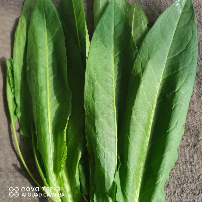 食品级食叶草种子