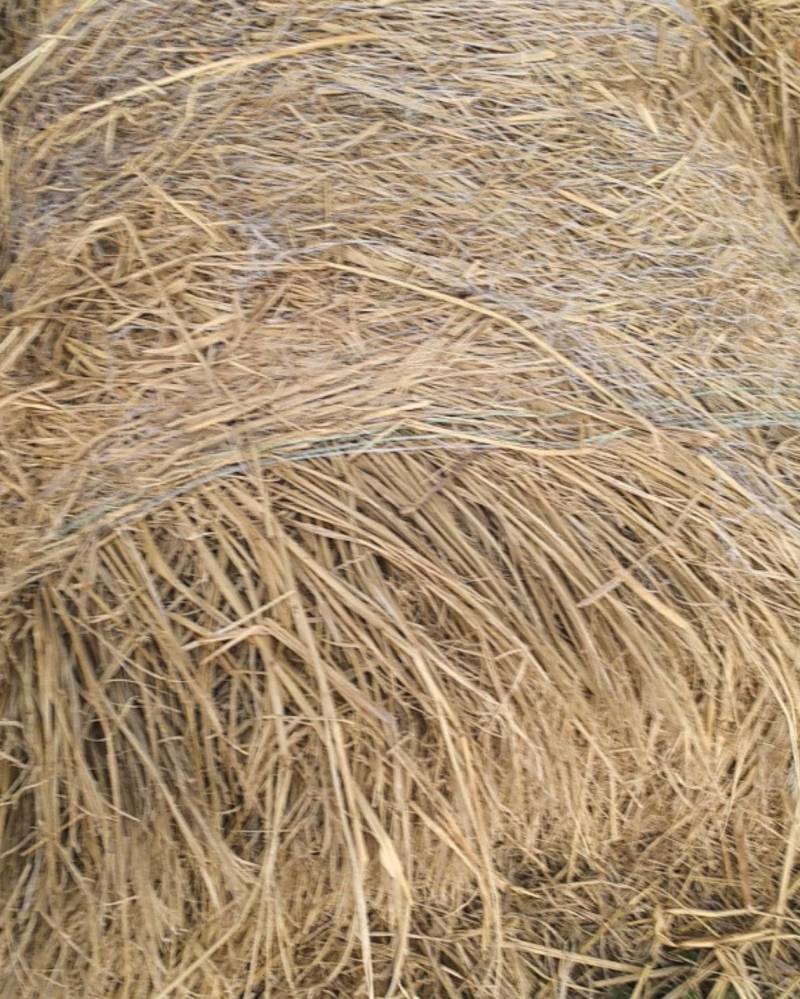 稻草（压草方格用）