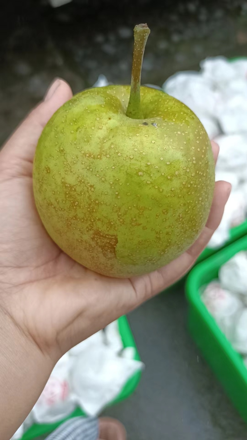 彭州六月脆