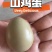 七彩山鸡蛋