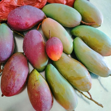 自家芒果🥭