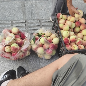 蜜桃白凤桃