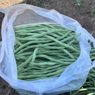 无筋豆，架豆王
