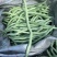 无筋豆，架豆王