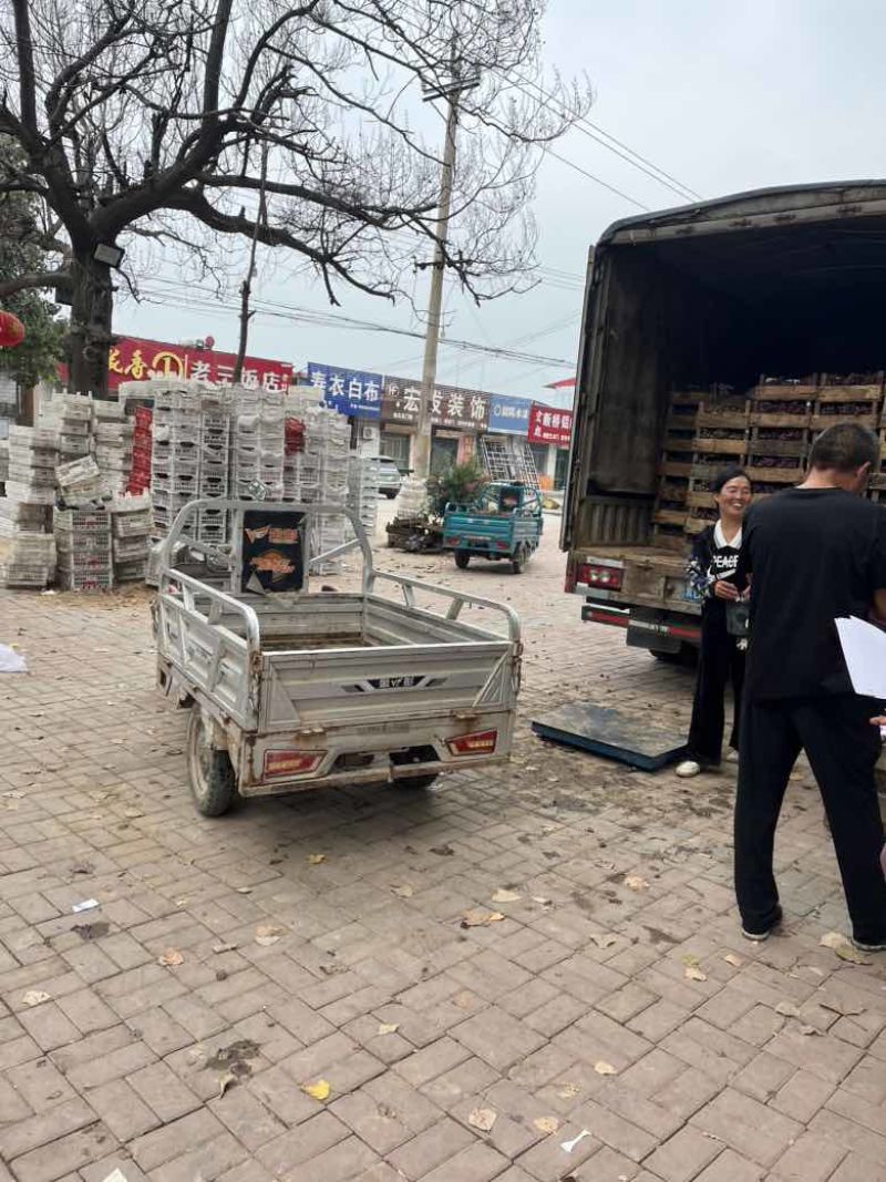 巨峰葡萄大量有货产地直销