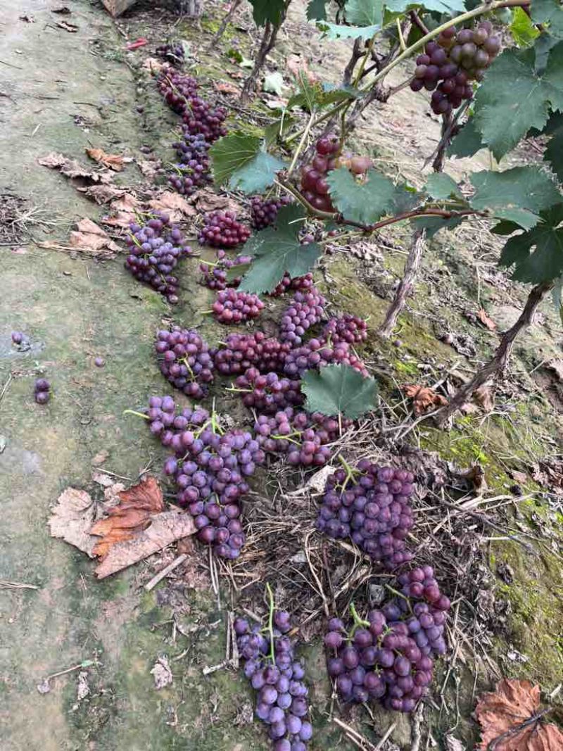 巨峰葡萄大量有货产地直销