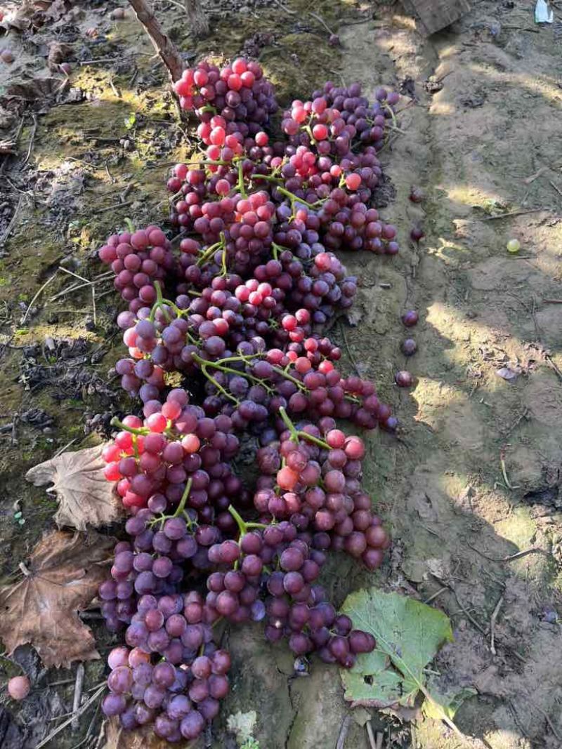 巨峰葡萄大量有货产地直销