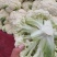 散花