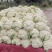 散花