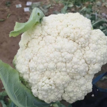 散花