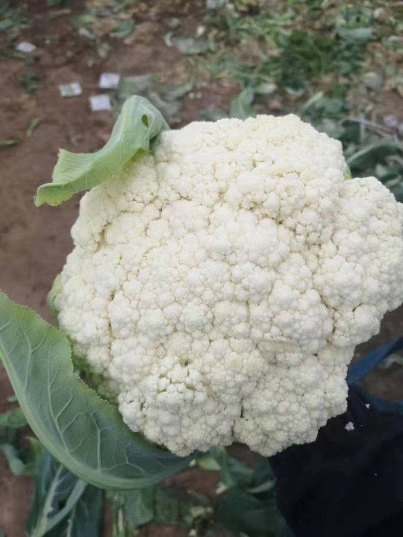 散花