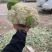 散花