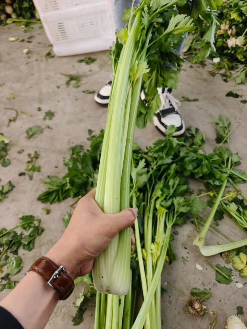 西芹