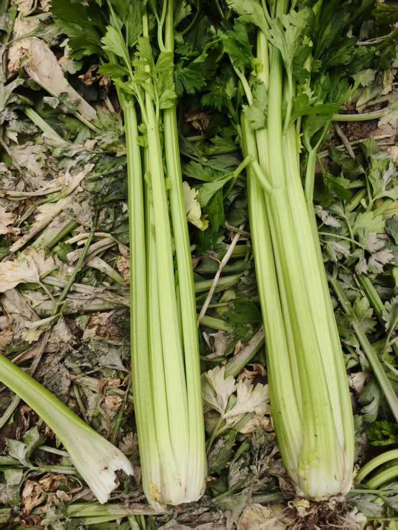 西芹