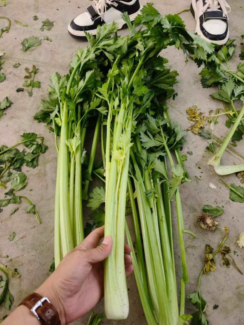 西芹