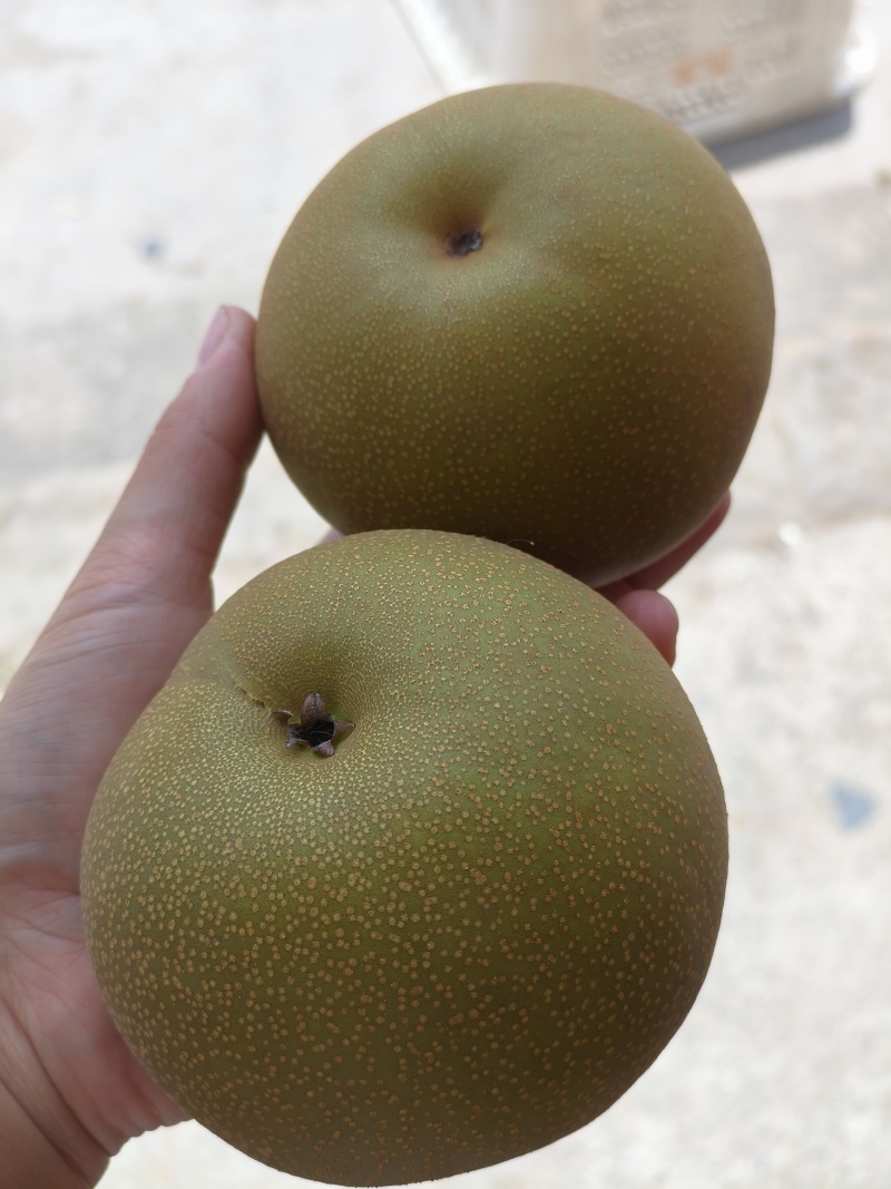 圆黄梨子