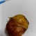 辽宁省鸡宝