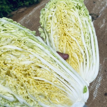黄心白菜
