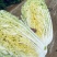 黄心白菜