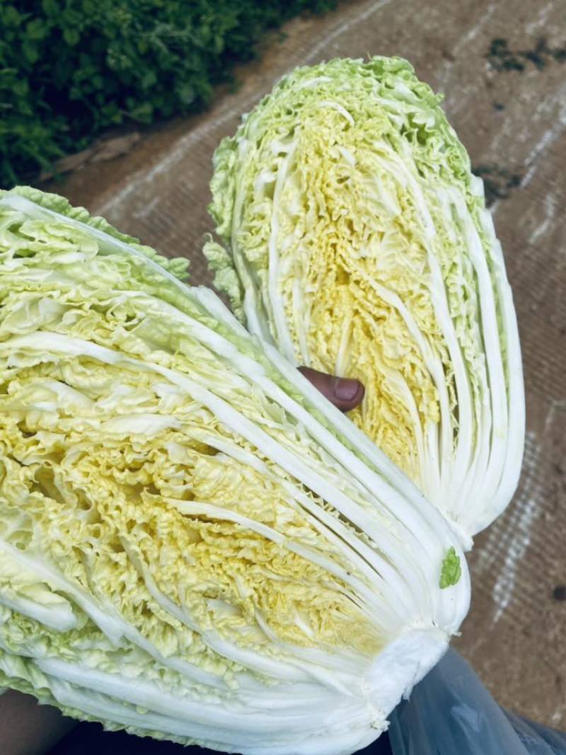 黄心白菜