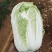 黄心白菜