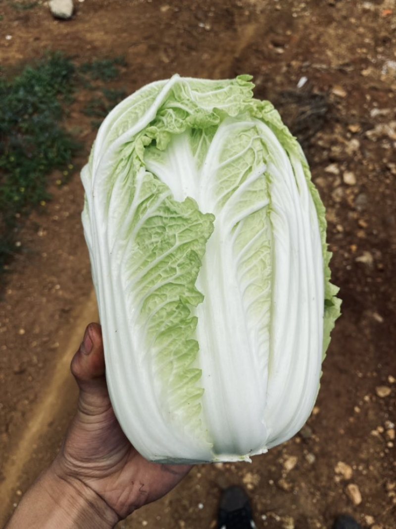 黄心白菜