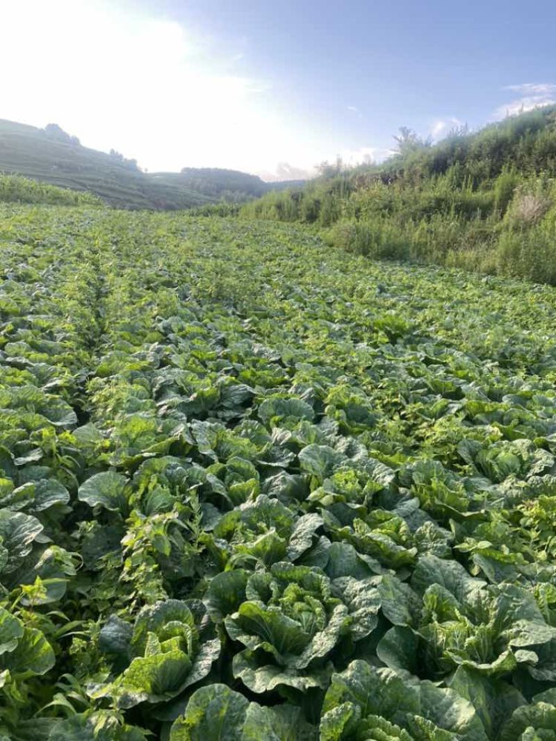 黄心白菜