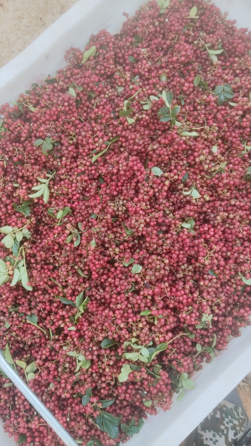 云南花椒