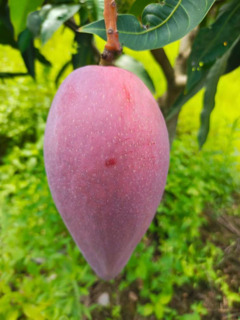 凉山德昌热河芒果