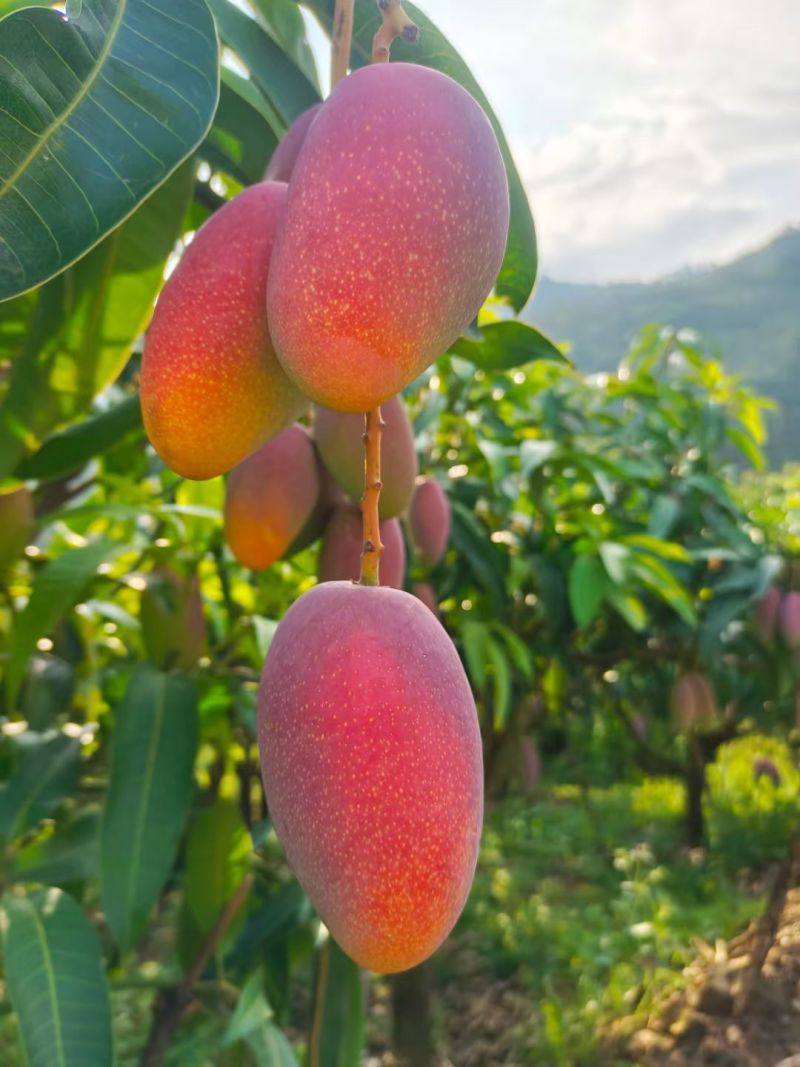凉山德昌热河芒果