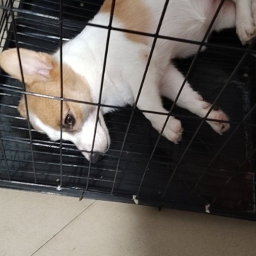 柯基幼犬