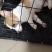 柯基幼犬