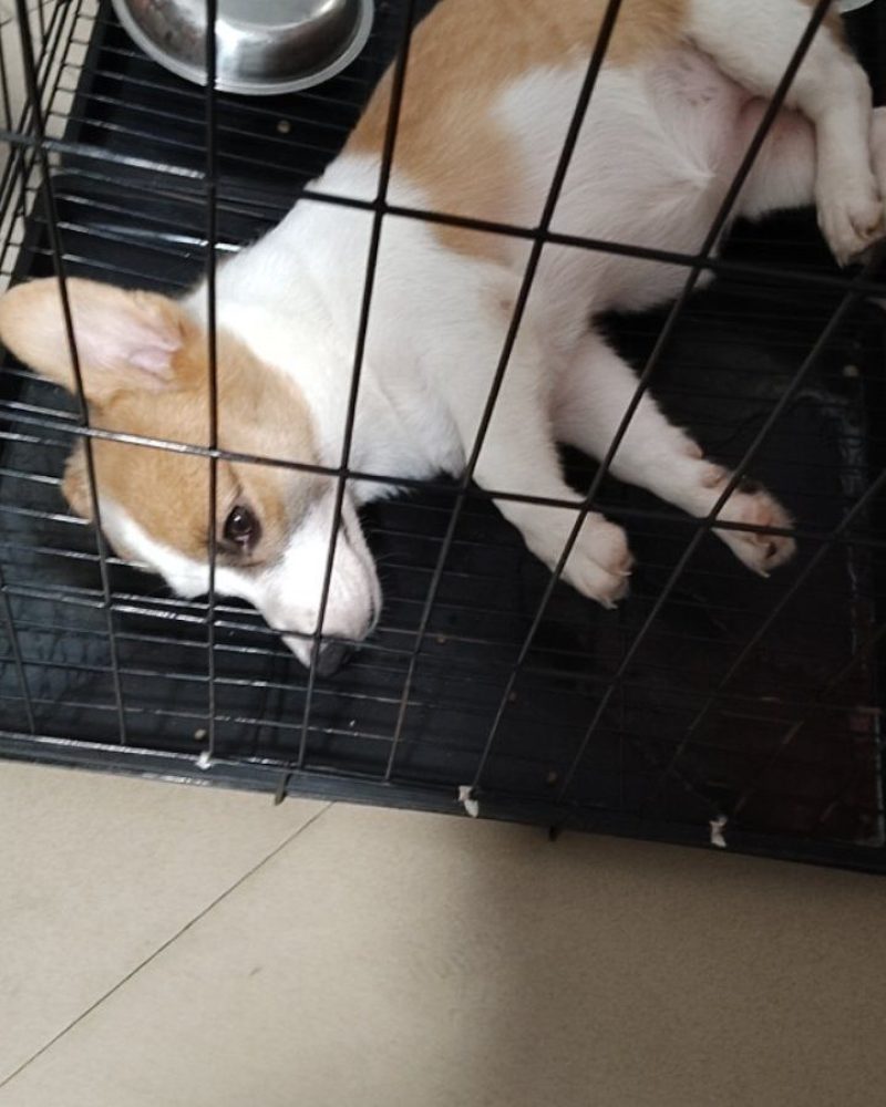 柯基幼犬