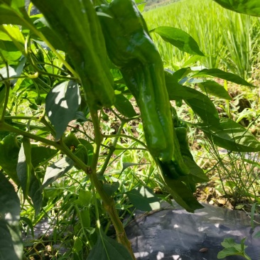 辣椒
