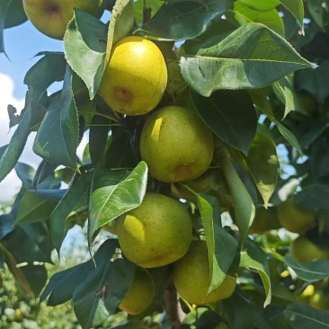 梨子，翠冠梨，圆黄梨