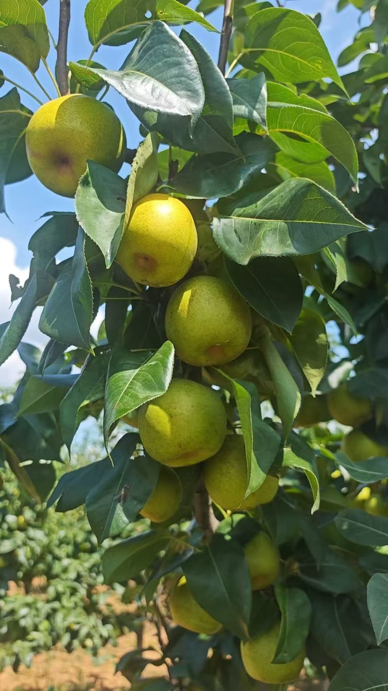 梨子，翠冠梨，圆黄梨