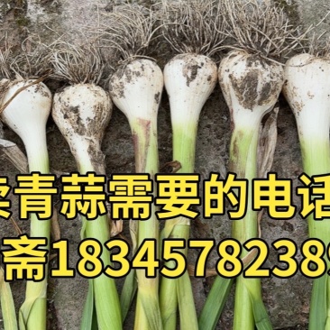 东北青蒜